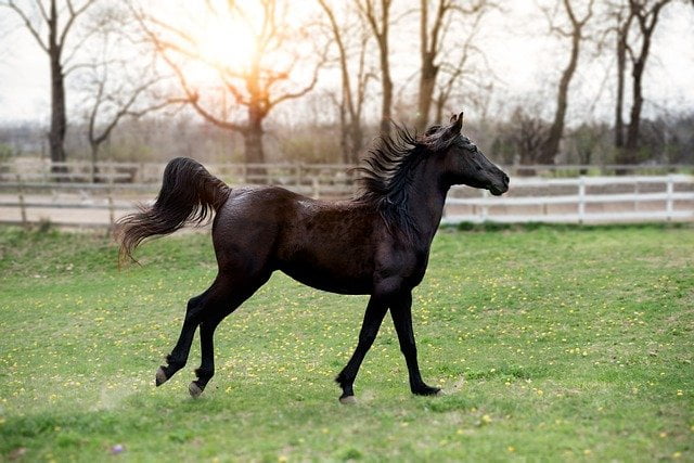 Caballo Horóscopo Chino-Zodiaco-Astrología