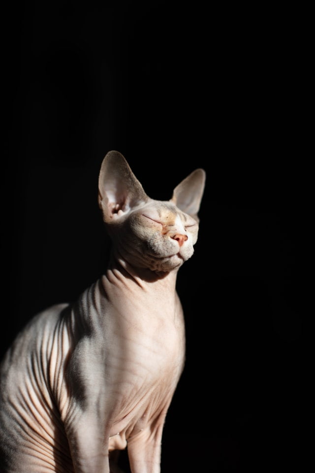 Gato, Diosa Egipcia