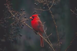 Significado Espiritual De Las Aves