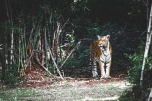 Tigre De Tierra Características Y Personalidad, Horóscopo Chino 2 Tigre De Tierra Horóscopo Chino
