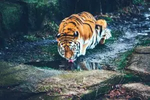 Características de personalidade do tigre aquático