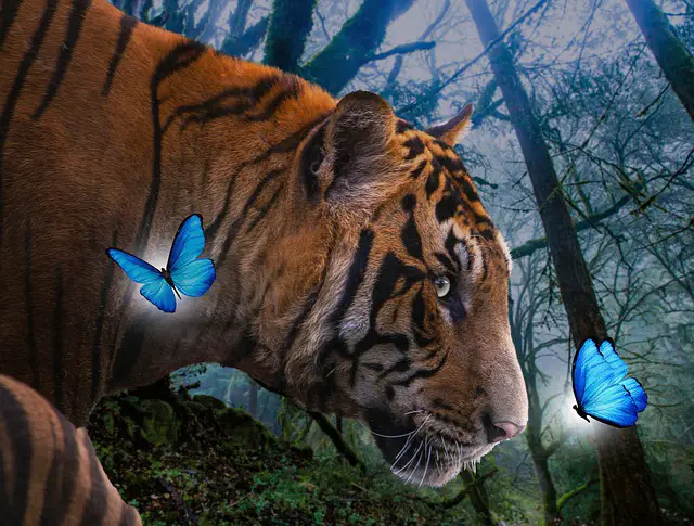 tigre oroscopo 2022, previsioni