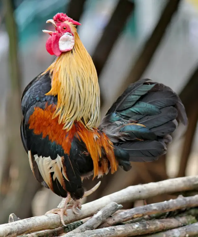 Rooster horoscope 2022