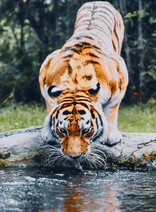 Tigris Kakas kompatibilitás