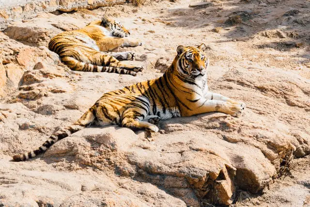 Tiikeri-Tiikeri yhteensopivuus