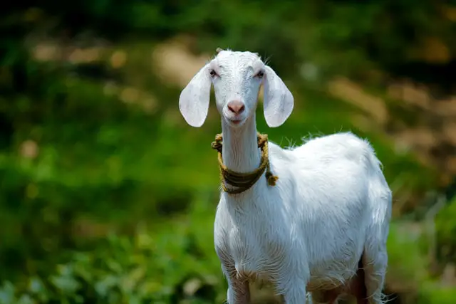 Spiritual meaning of Goat: dreams, in the bible, pregnant, death