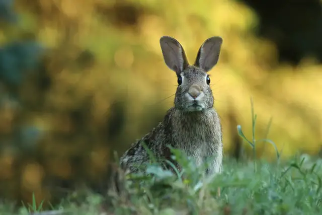 Compatibilidad conejo y conejo