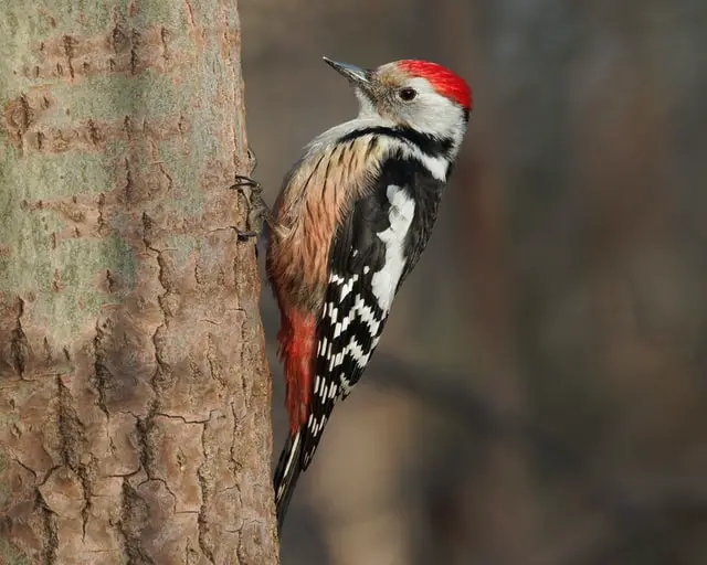 Woodpecker Spiritual Meaning: symbolism, dreams, With Redhead, Pileated,Downy, In Christianity, in Celtic culture, Totem