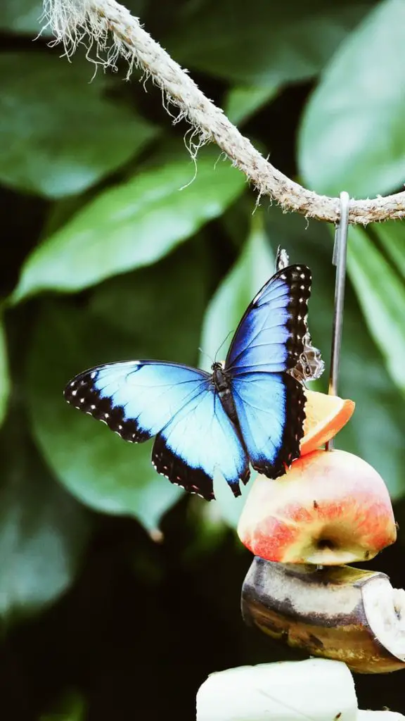 Blå sommerfugl betydning: Emoji, bibel, kærlighed, åndelig betydning, Død, Japan, i drømme, Tattoo, Totem, konklusion