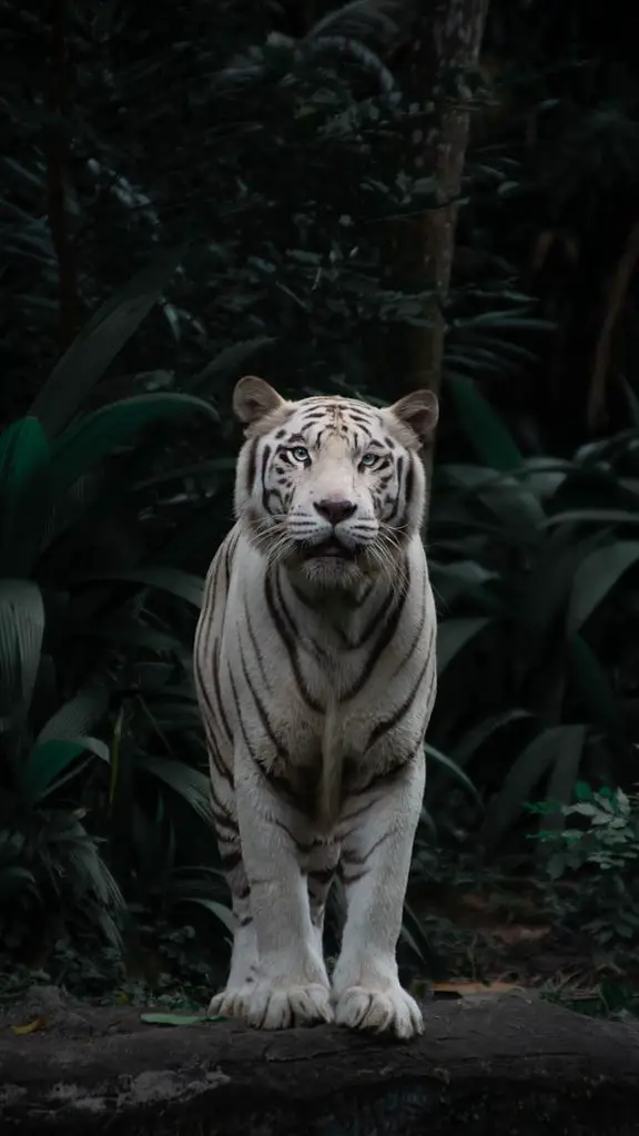 Sogna il significato della tigre bianca: cioè, attaccandomi, in casa, piccola tigre bianca, tigre del Bengala, che mi insegue, nell'Islam, strisce bianche nere