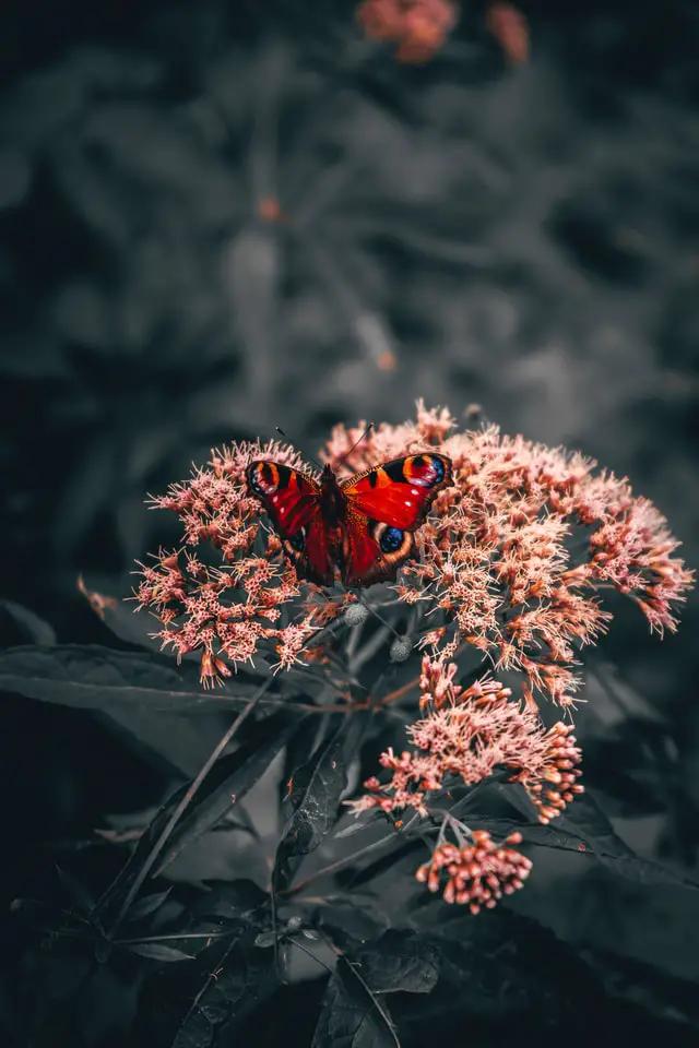 Czerwony motyl znaczenie: znaczenie duchowe, tatuaż czerwonego motyla za uchem, znaczenie czerwonego motyla w miłości, znaczenie czarnego, czerwonego motyla, anioła o znaczeniu czerwonego motyla, znaczenie brązowego i czerwonego motyla