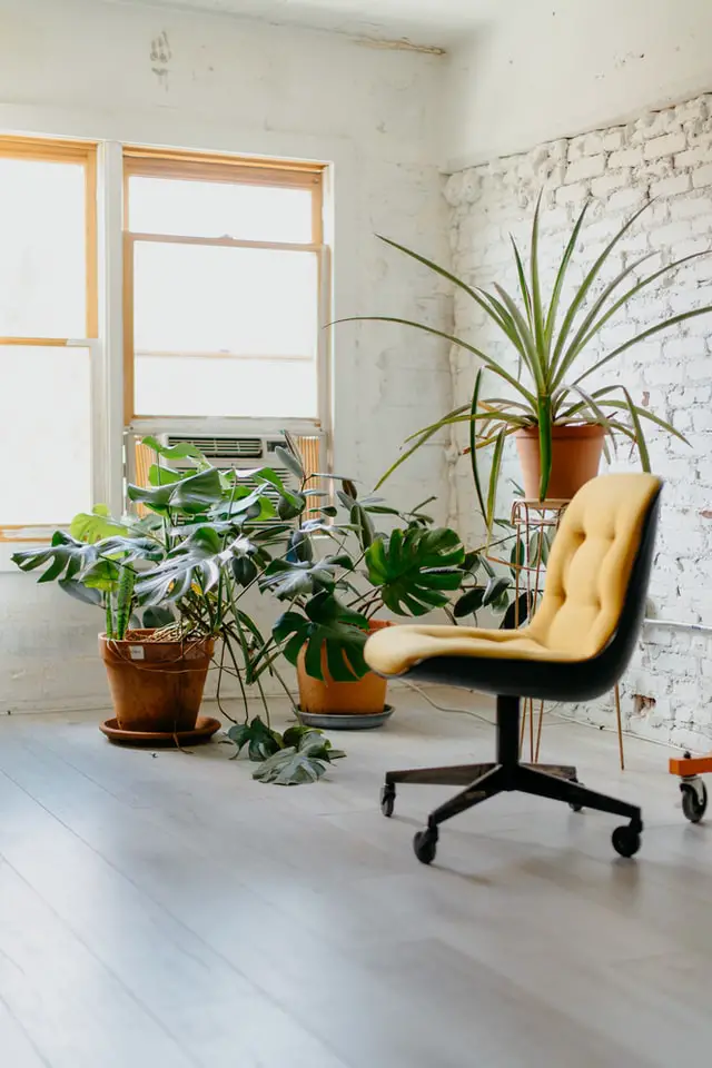 Feng shui kontor planter: kontor pult, avlukke, hvilke planter er heldige på kontoret, hva er feng shui-plante