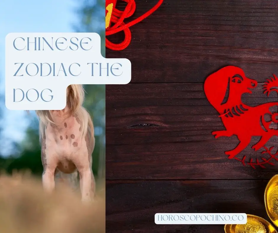 Kinesisk dyrekretsen hunden: egenskaper, kompatibilitet, mening, element
