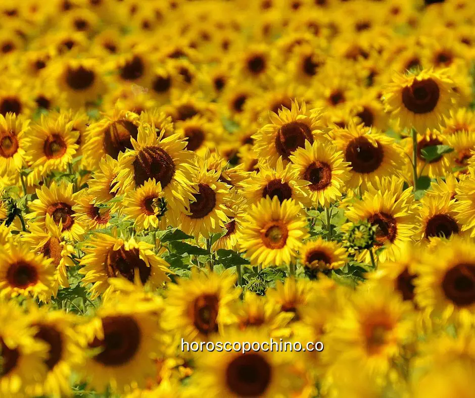 Droom met zonnebloemen, wat betekent