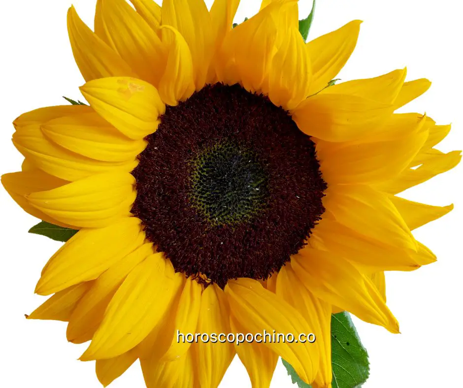 Sunflower meaning in China
