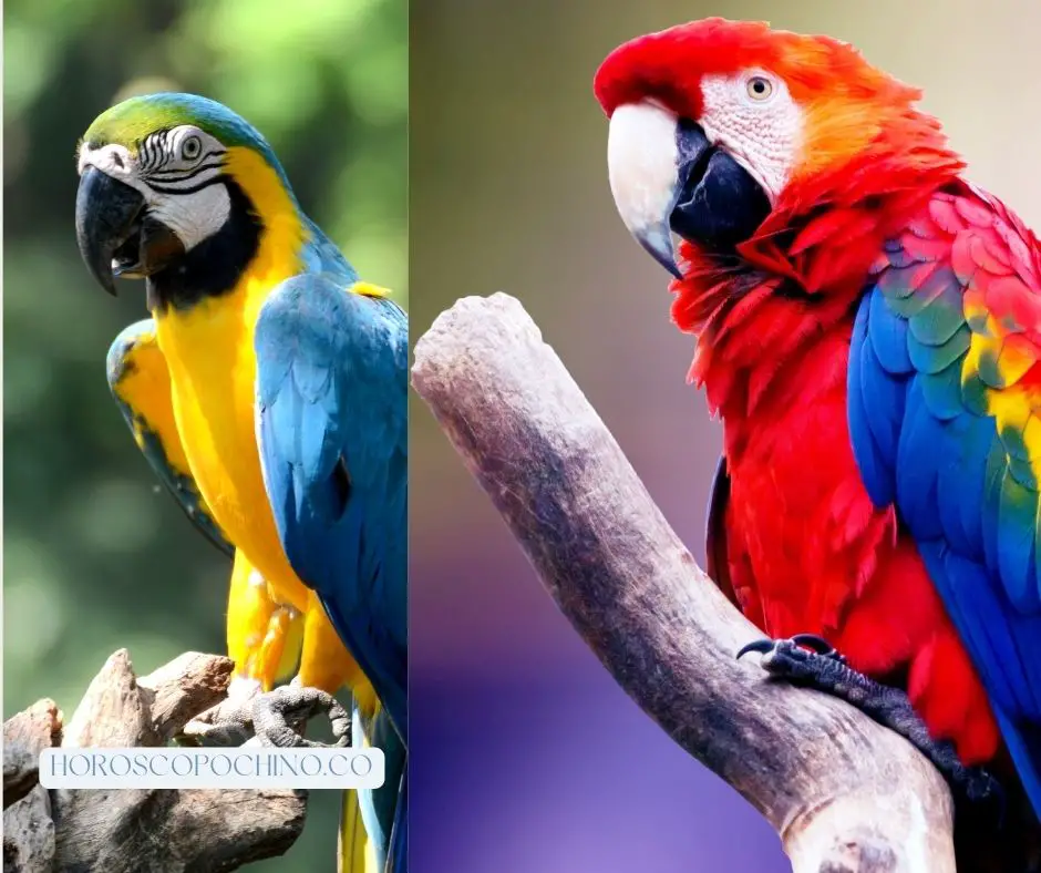 Betydning av papegøyedrømBetydning av papegøyedrøm: Islam, blå papegøye, hvit papegøye, død papegøye, gul papegøye, flygende papegøye, svart papegøye