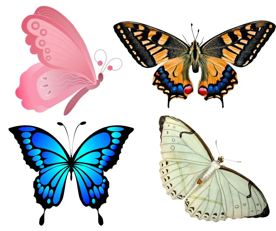 significado da borboleta na bíblia