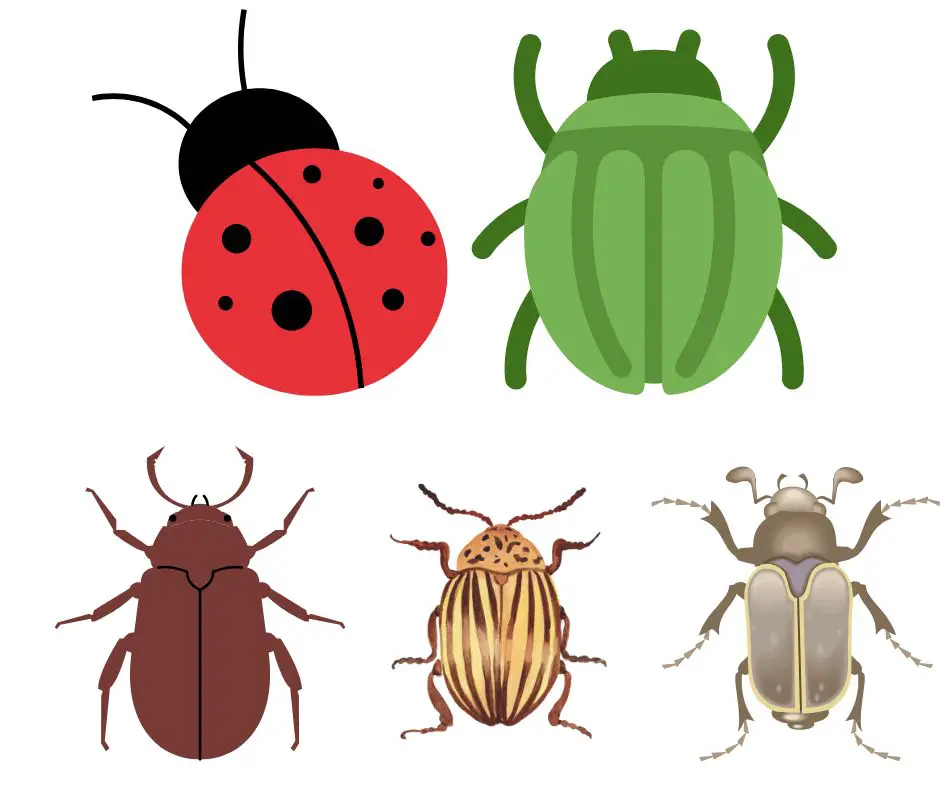 Spiritual meaning of beetles