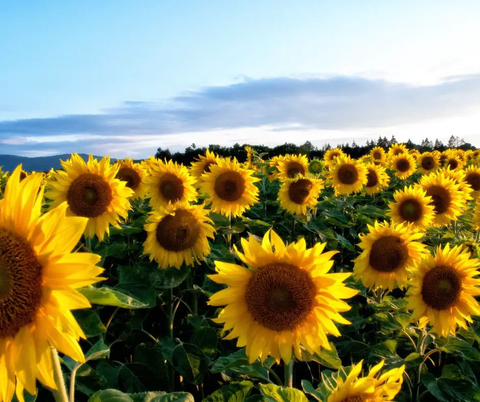 Sunflower spiritual meaning