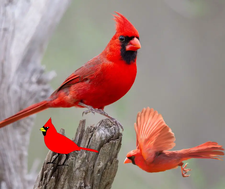 the-meaning-of-a-cardinal-showing-up-the-rainbow-bridge