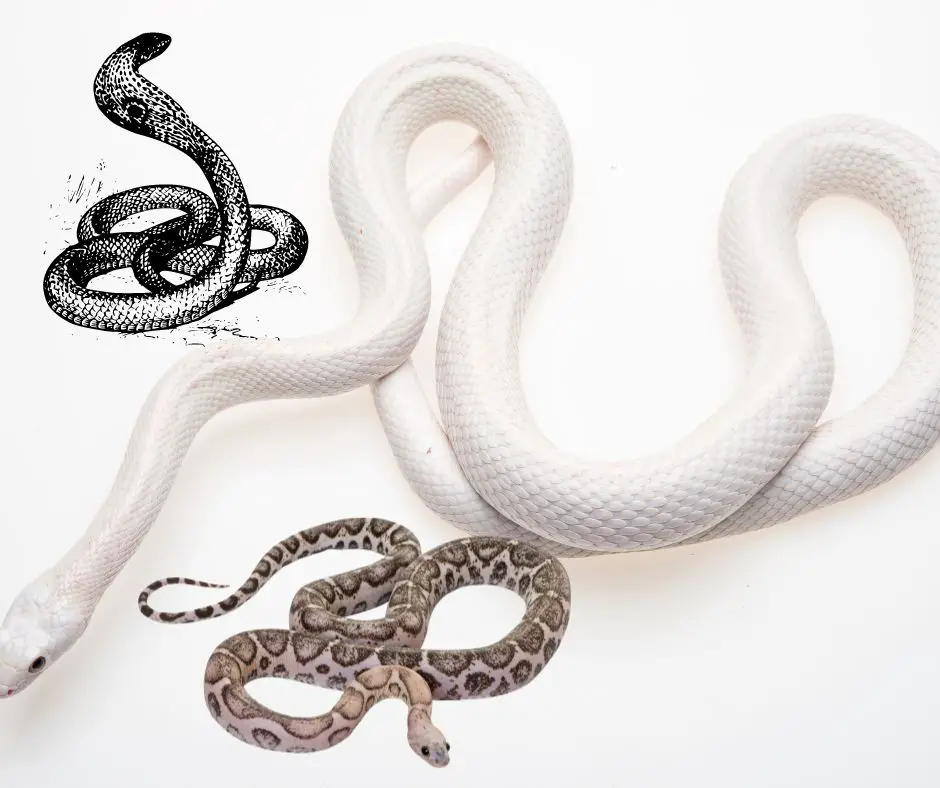 Freudian dream interpretations of snakes
