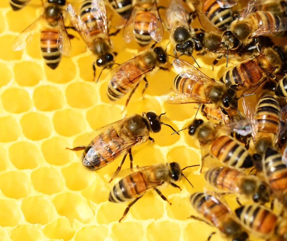 Droom van bijen