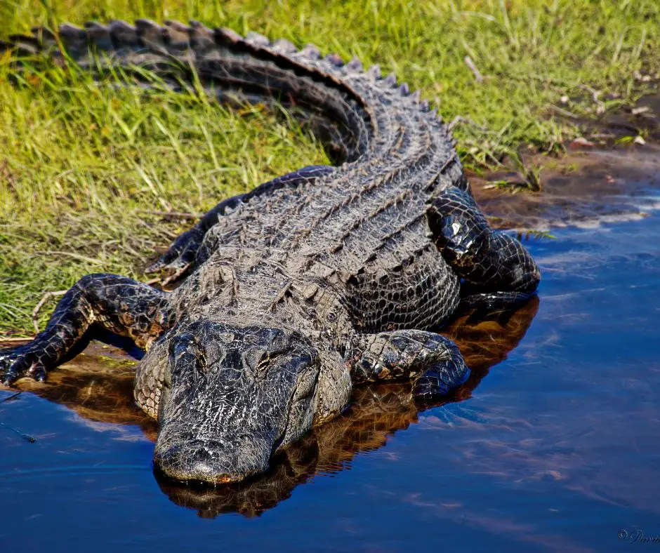 Alligator Food Web: A Deep Dive Into The Swamp'S Secret Ecosystem - 5n1dfge