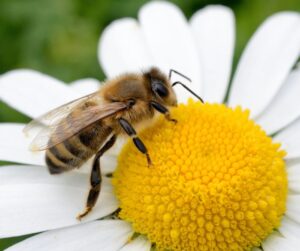 Spiritual Meaning Bee