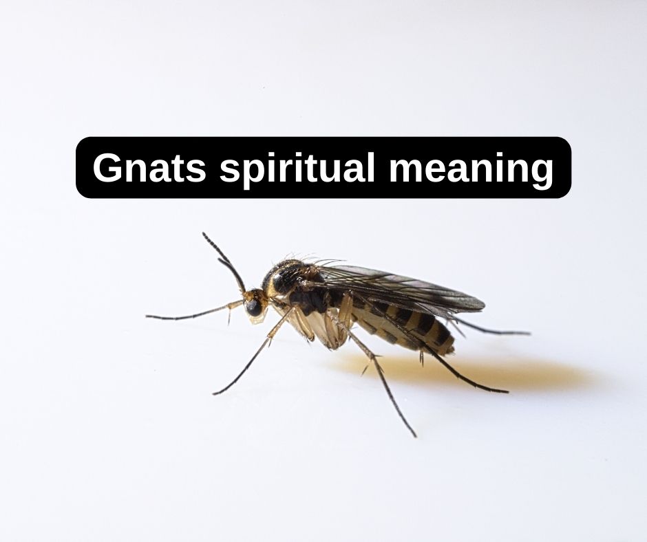 12 Spiritual Meanings Of Gnats [Explained] Simply Symbolism, 54% OFF