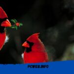 Red Bird With Black Meaning
