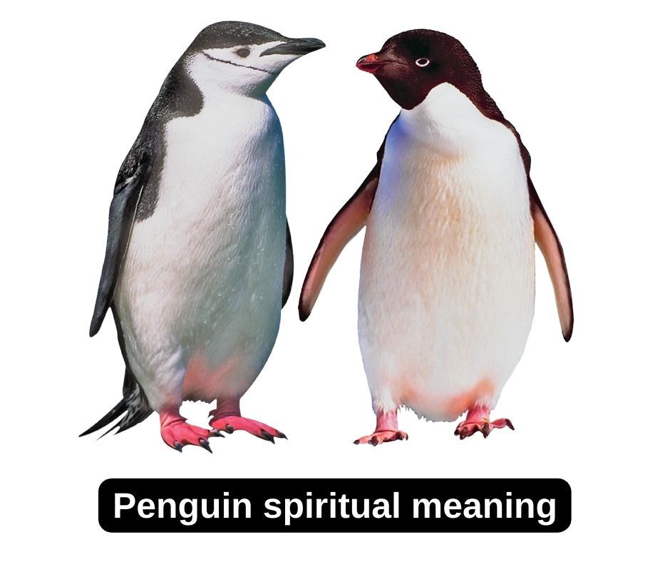 Significado Espiritual Del Pinguino 1 Significado Espiritual Del Pinguino