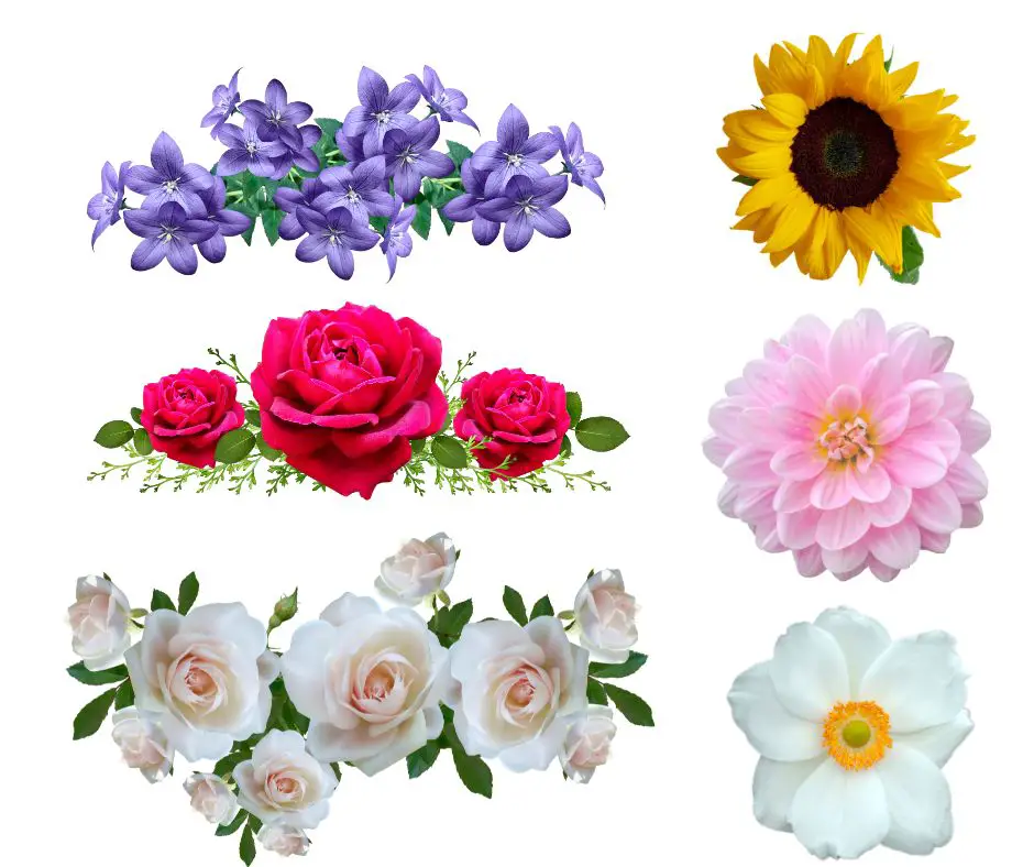 Significado Bíblico de soñar con Flores