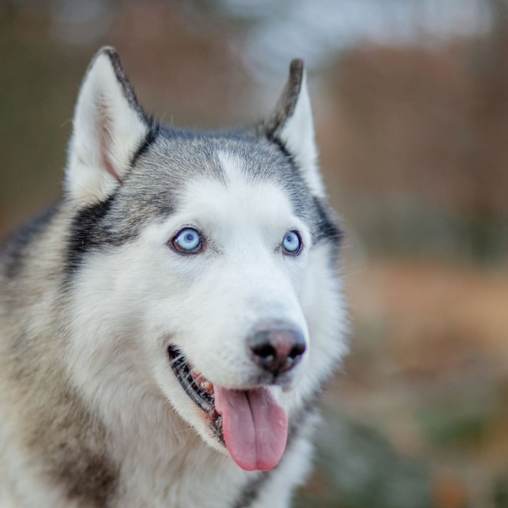 Wolf In Dream Meaning 1 Wolf In Dream Meaning