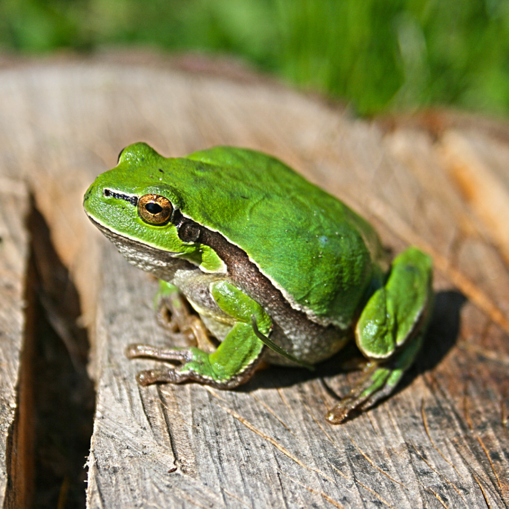 Green Frog Spiritual Meaning 1 Green Frog Spiritual Meaning