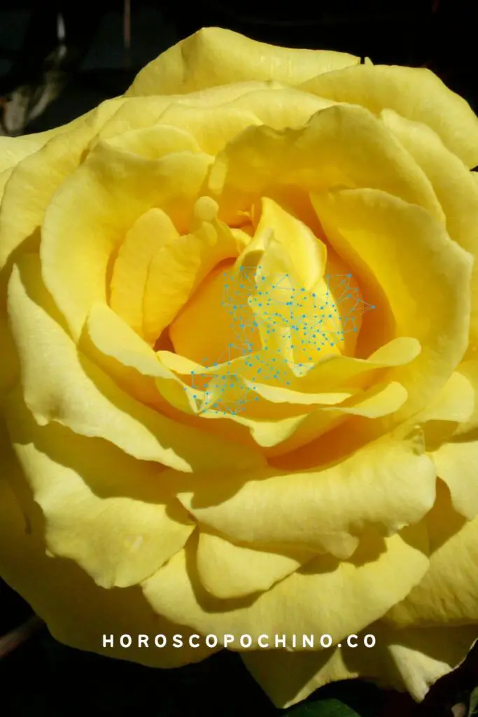 Rosas amarillas significado espiritual
